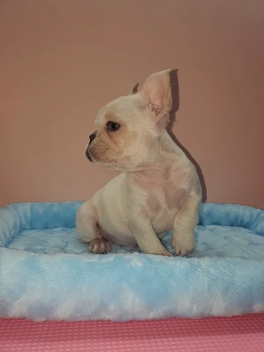 Precious Petite Puppies Picture 8