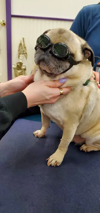 Wizard of Paws Physical Rehab Picture 1