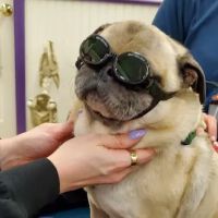 Wizard of Paws Physical Rehab ico
