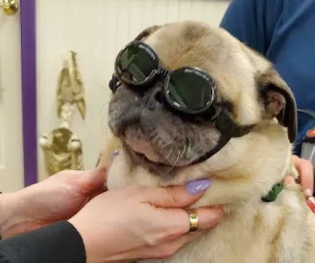 Wizard of Paws Physical Rehab