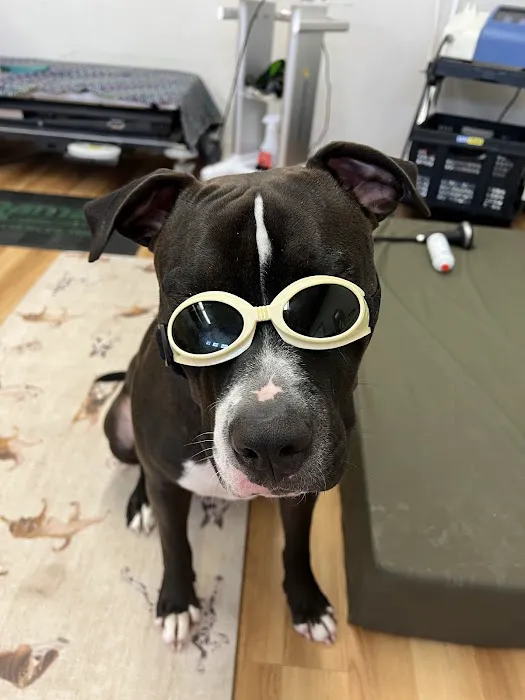 Wizard of Paws Physical Rehab Picture 7