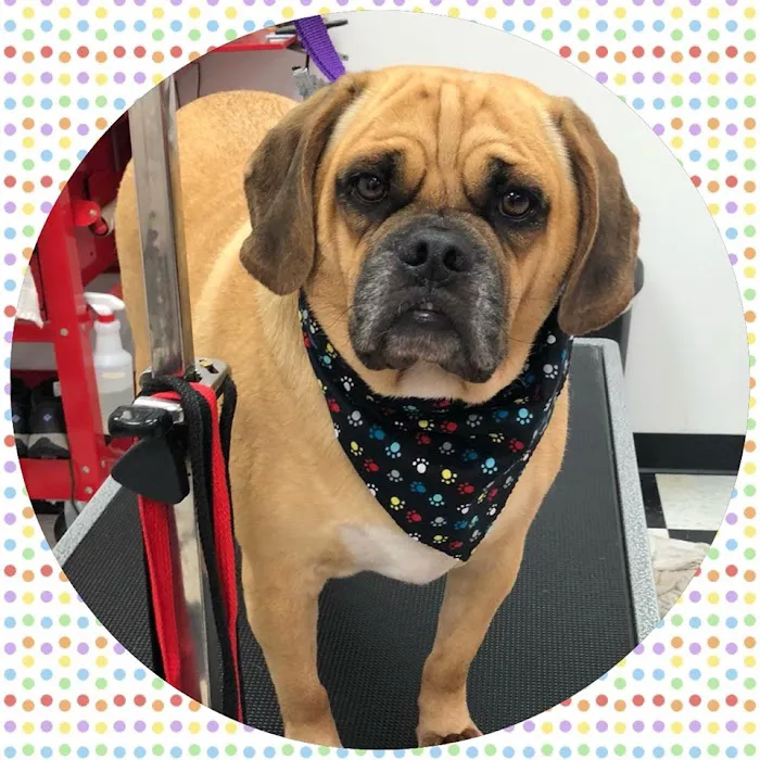 Wizard of Paws Physical Rehab Picture 6
