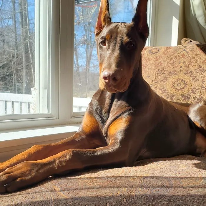 Wizard of Paws Physical Rehab Picture 10