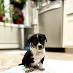Hebron Veterinary Hospital