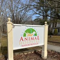 Glastonbury Animal Hospital of Marlborough ico