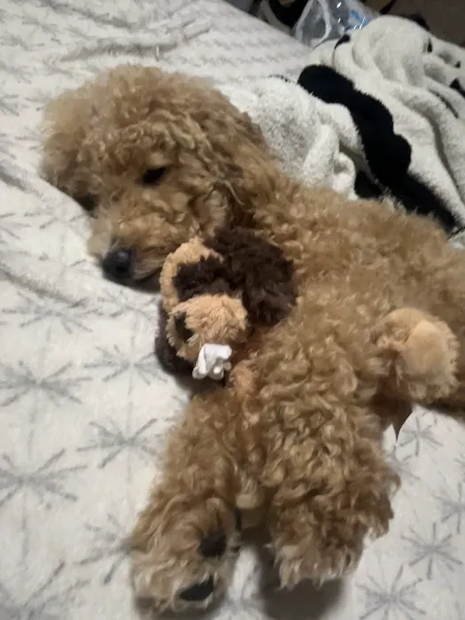 Shanis Luxury Pooches and Pups Picture 4