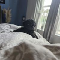 Shanis Luxury Pooches and Pups ico