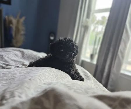 Shanis Luxury Pooches and Pups