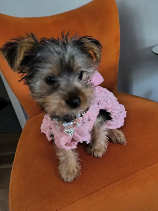Shanis Luxury Pooches and Pups Picture 7