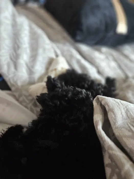 Shanis Luxury Pooches and Pups Picture 3