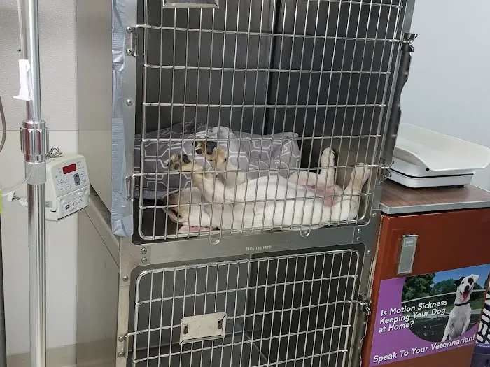 Marlborough Animal Hospital Picture 5
