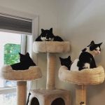 Marlborough Animal Hospital