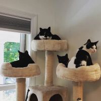Marlborough Animal Hospital ico