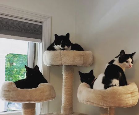 Marlborough Animal Hospital