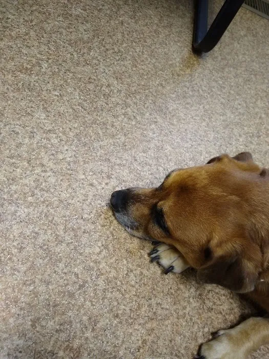 Marlborough Animal Hospital Picture 4