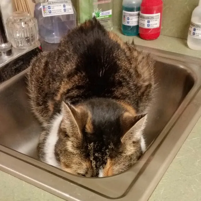 Marlborough Animal Hospital Picture 9