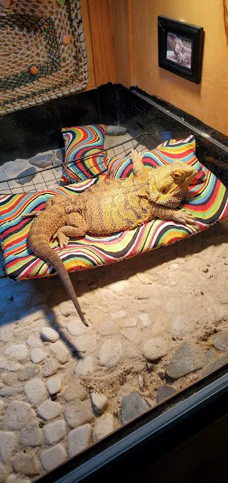 Exotic Envy Reptiles Picture 8