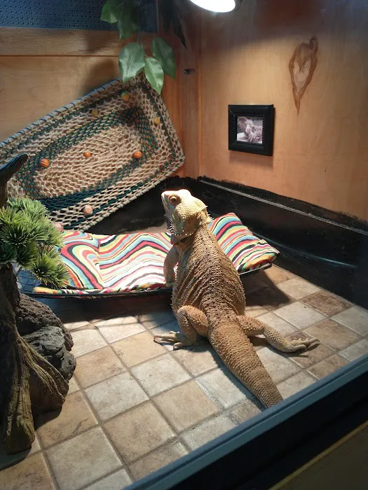 Exotic Envy Reptiles Picture 6