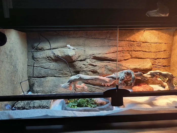 Exotic Envy Reptiles Picture 10