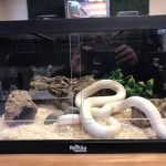 Exotic Envy Reptiles