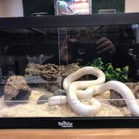 Exotic Envy Reptiles ico