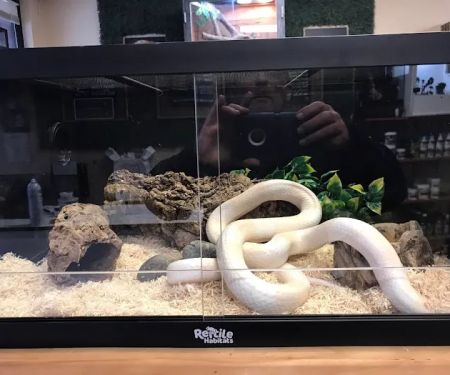 Exotic Envy Reptiles