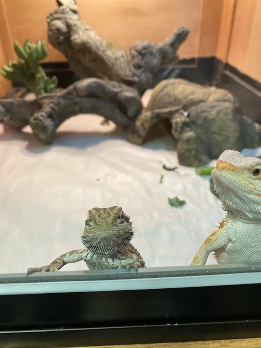Exotic Envy Reptiles Picture 7