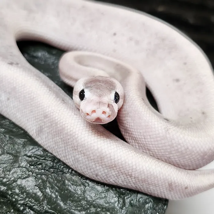 Exotic Envy Reptiles Picture 3