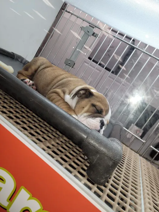 Petland Kennesaw Picture 5