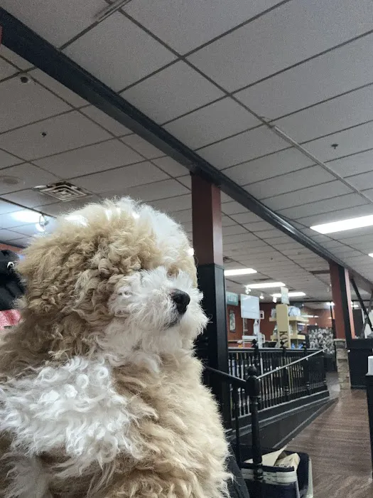 Petland Kennesaw Picture 4