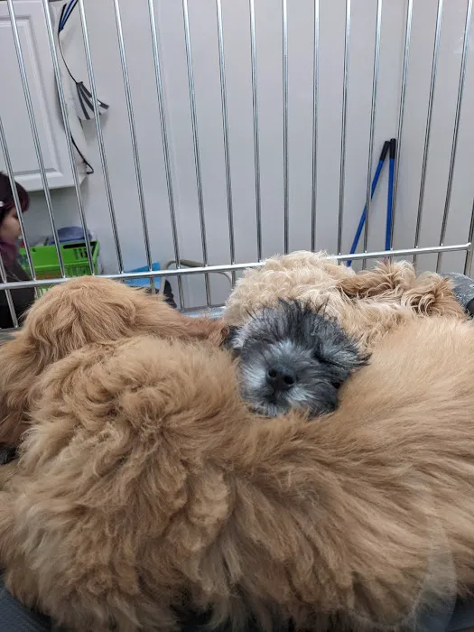 Petland Kennesaw Picture 2