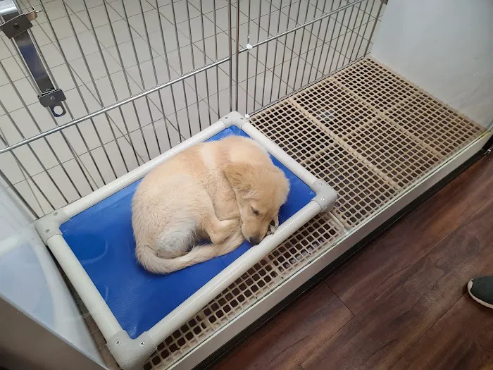 Petland Kennesaw Picture 8
