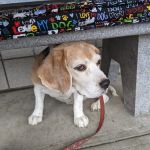 Pawcatuck Veterinary Clinic