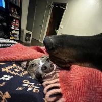 Puppy Station ico