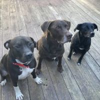 Durham Veterinary Hospital ico