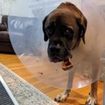 Lakes Veterinary Services