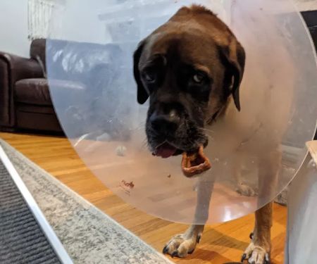 Lakes Veterinary Services