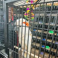 Pets and Supplies ico