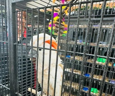 Pets and Supplies