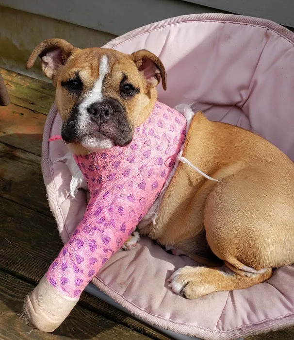 Pieper Memorial Veterinary Center Picture 5