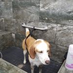 Pet Supermarket