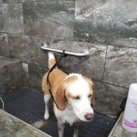Pet Supermarket ico