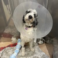 Pieper-Olson Veterinary Hospital ico