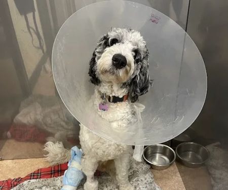 Pieper-Olson Veterinary Hospital