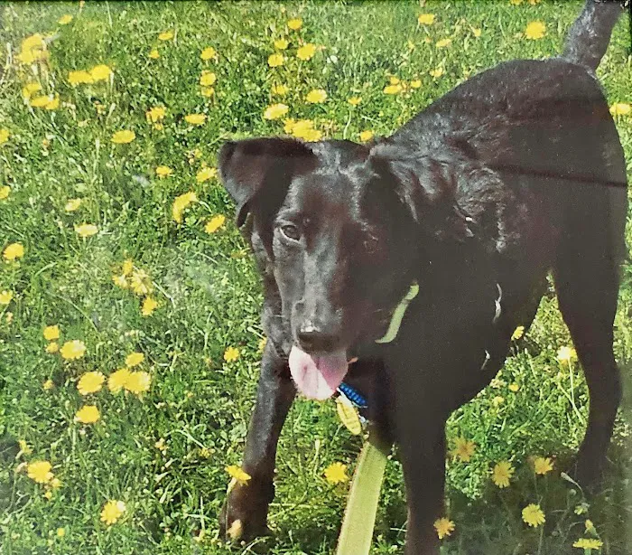 Pieper-Olson Veterinary Hospital Picture 9