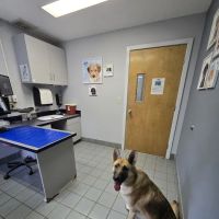 Pieper Veterinary Berlin Street ico