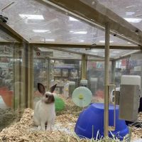 Pet Supermarket ico