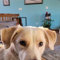 Powder Ridge Veterinary Hospital ico