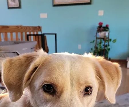 Powder Ridge Veterinary Hospital