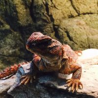 Creation Pet ico